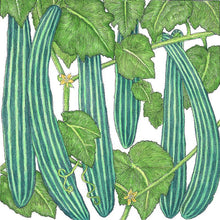 Load image into Gallery viewer, Cucumber, Suyo Long - Organic