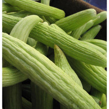 Load image into Gallery viewer, Cucumber, Sweet Green Armenian - Organic