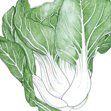 Load image into Gallery viewer, Pak Choi, Baby Shanghai - Organic
