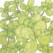 Load image into Gallery viewer, Purslane Greens - Organic