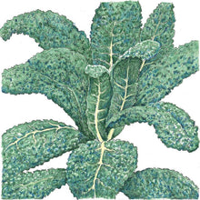 Load image into Gallery viewer, Kale, Lacinato - Organic