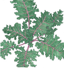 Load image into Gallery viewer, Kale, Red Russian - Organic