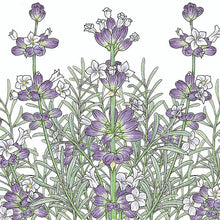 Load image into Gallery viewer, Lavender, English-Vera - Organic