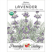 Load image into Gallery viewer, Lavender, English-Vera - Organic