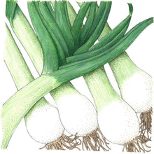 Load image into Gallery viewer, Leek, Varna - Organic