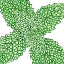 Load image into Gallery viewer, Lemon Balm - Organic