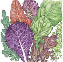 Load image into Gallery viewer, Lettuce, Gourmet Mix - Organic