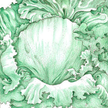 Load image into Gallery viewer, Lettuce, Iceberg - Organic