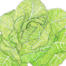 Load image into Gallery viewer, Lettuce, Jericho Romaine - Organic
