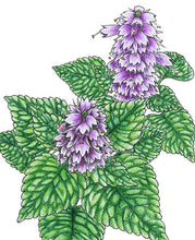 Load image into Gallery viewer, Mint, Korean Licorice - Organic