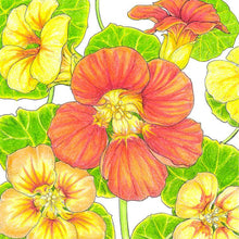 Load image into Gallery viewer, Nasturtium, Kaleidoscope Mix Seeds - Organic