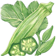 Load image into Gallery viewer, Okra, Clemson Spineless 80 - Organic