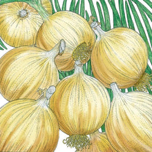 Load image into Gallery viewer, Onion, Cortland - Organic