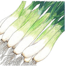 Load image into Gallery viewer, Onion, Evergreen Bunching - Organic