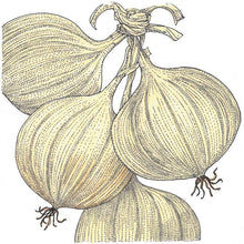 Load image into Gallery viewer, Onion, Walla Walla - Organic