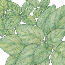 Load image into Gallery viewer, Oregano, Greek - Organic