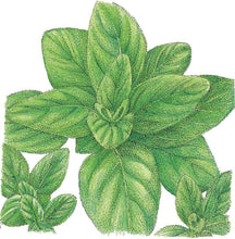 Load image into Gallery viewer, Oregano, Italian - Organic