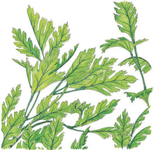 Load image into Gallery viewer, Parsley, Italian - Organic