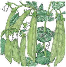 Load image into Gallery viewer, Pea, Oregon Sugar - Organic