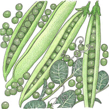 Load image into Gallery viewer, Pea, Progress #9 - Organic