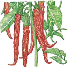 Load image into Gallery viewer, Pepper, Cayenne Slim - Organic