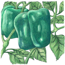 Load image into Gallery viewer, Pepper, Cal Wonder Sweet - Organic