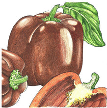 Load image into Gallery viewer, Pepper, Chocolate Sweet - Organic