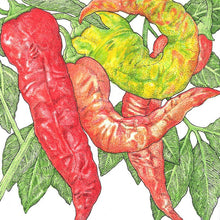 Load image into Gallery viewer, Pepper, Nardello Sweet - Organic