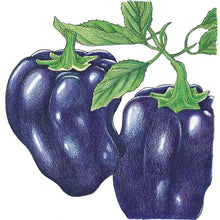 Load image into Gallery viewer, Pepper, Purple Beauty Sweet - Organic