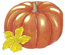 Load image into Gallery viewer, Pumpkin, Cinderella - Organic