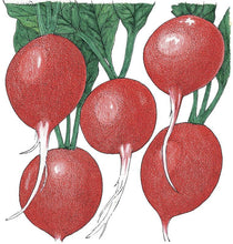 Load image into Gallery viewer, Radish, Cherry Belle - Organic