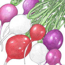 Load image into Gallery viewer, Radish, Easter Egg Mix - Organic