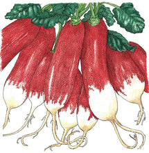 Load image into Gallery viewer, Radish, French Breakfast - Organic