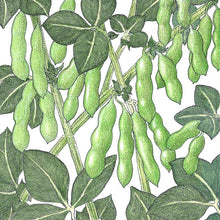 Load image into Gallery viewer, Soybean, Edamame - Organic