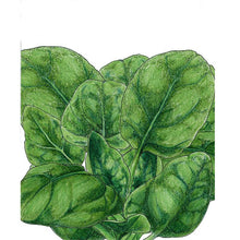 Load image into Gallery viewer, Spinach, Verdil - Organic