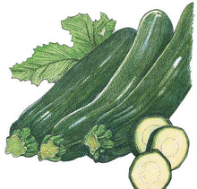 Load image into Gallery viewer, Summer Squash, Zucchini - Organic