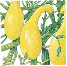 Load image into Gallery viewer, Summer Squash, Early Crookneck - Organic