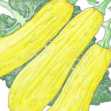 Load image into Gallery viewer, Summer Squash, Early Straightneck - Organic