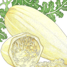 Load image into Gallery viewer, Winter Squash, Spaghetti - Organic