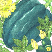 Load image into Gallery viewer, Winter Squash, Table Queen Acorn - Organic