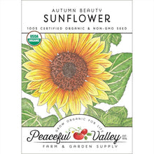Load image into Gallery viewer, Sunflower, Autumn Beauty - Organic