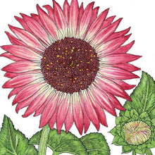 Load image into Gallery viewer, Sunflower, Evening Colors - Organic