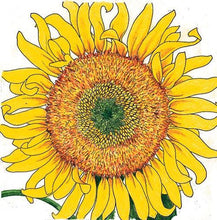 Load image into Gallery viewer, Sunflower, Russian Mammoth - Organic