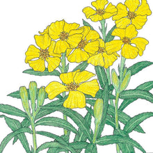 Load image into Gallery viewer, Tarragon, Mexican - Organic
