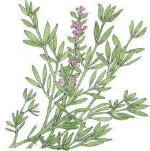 Load image into Gallery viewer, Thyme, German Winter - Organic