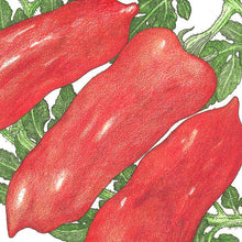 Load image into Gallery viewer, Tomato, San Marzano - Organic