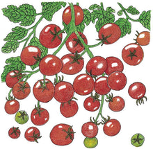 Load image into Gallery viewer, Tomato, Cherry Sweetie - Organic