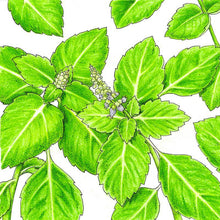 Load image into Gallery viewer, Basil, Kapoor Tulsi - Organic