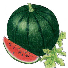 Load image into Gallery viewer, Watermelon, Sugar Baby - Organic