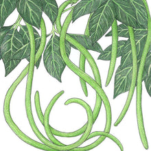 Load image into Gallery viewer, Bean, Yard Long Pole - Organic